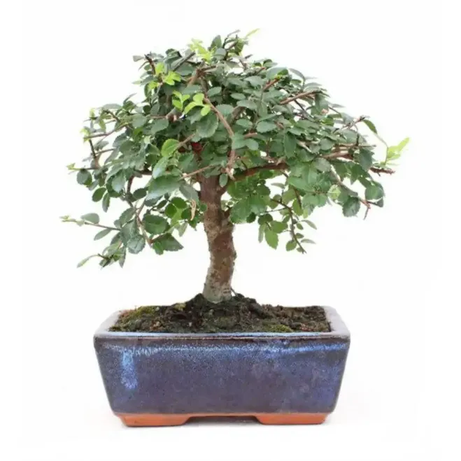 Compra Bonsai Zelkova a Barcelona | Bonsais