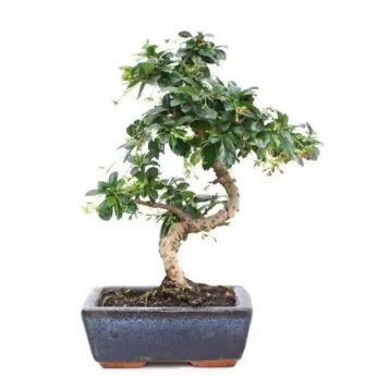 Comprar Bonsái Carmona en Barcelona | Bonsáis