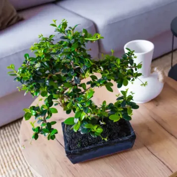 Comprar Bonsái Carmona en Barcelona | Bonsáis