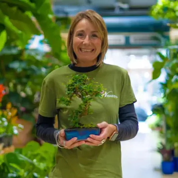 Comprar Bonsái Carmona en Barcelona | Bonsáis