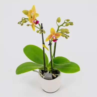Comprar Mini Phaleanopsis en Barcelona | Orquídeas
