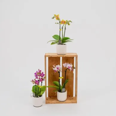 Comprar Mini Phaleanopsis a Barcelona | Orquídies 2