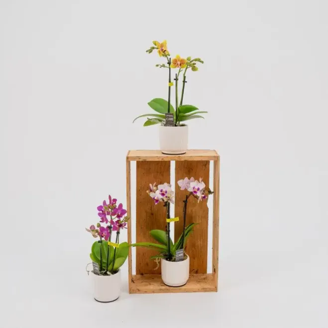 Comprar Mini Phaleanopsis en Barcelona | Orquídeas