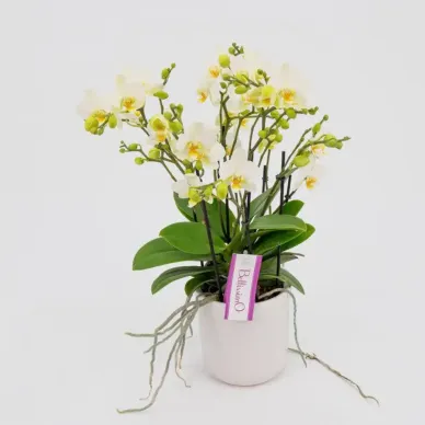 Comprar Mini Phaleanopsis con base Cerámica en Barcelona | Orquídeas