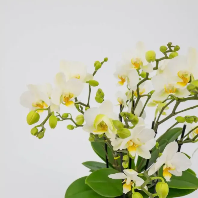 Comprar Mini Phaleanopsis con base Cerámica en Barcelona | Orquídeas