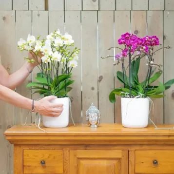 Comprar Mini Phaleanopsis con base Cerámica en Barcelona | Orquídeas