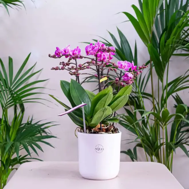Comprar Mini Phaleanopsis con base Cerámica en Barcelona | Orquídeas