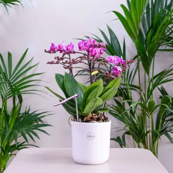 Comprar Mini Phaleanopsis con base Cerámica en Barcelona | Orquídeas