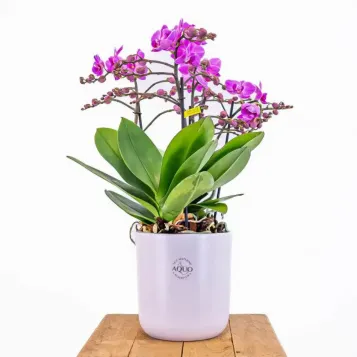Comprar Mini Phaleanopsis con base Cerámica en Barcelona | Orquídeas
