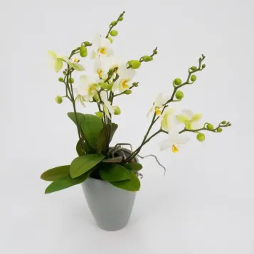 Comprar Mini Phaleanopsis Multiflora en Barcelona | Orquídeas