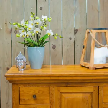 Comprar Mini Phaleanopsis Multiflora en Barcelona | Orquídeas