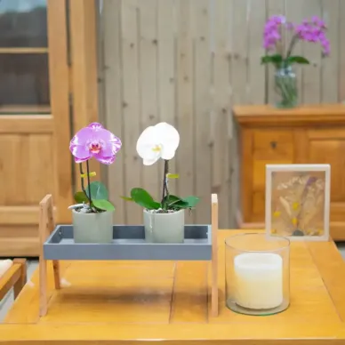 Comprar Phaleanopsis XXL1 Flor en Barcelona | Orquídias