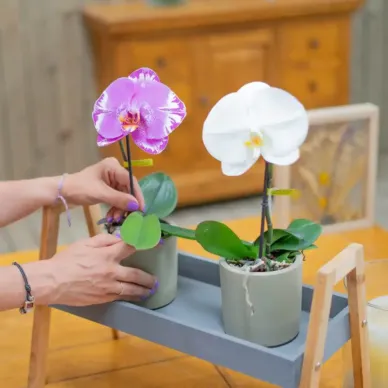 Compra Phaleanopsis XXL1 Flor a Barcelona | Orquídies 2