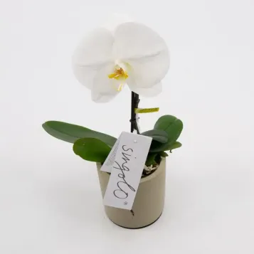 Comprar Phaleanopsis XXL1 Flor en Barcelona | Orquídias