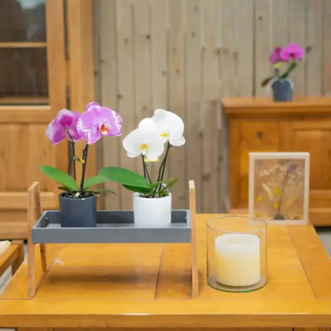 Compra Phaleanopsis XXL 2 Flors a Barcelona | Orquídies