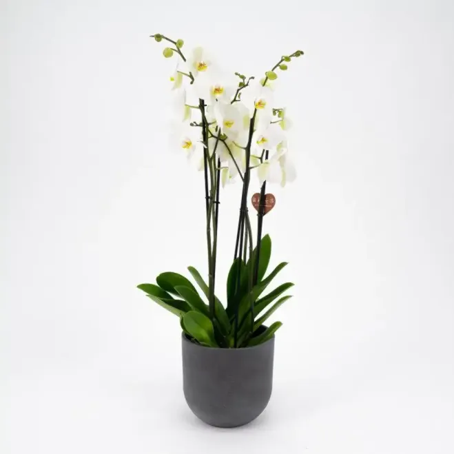 Comprar Phalaenopsis Deluxe en Barcelona | Orquídeas
