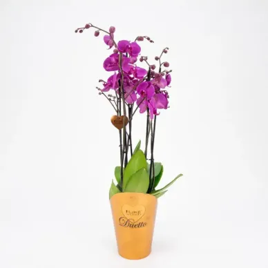 Comprar Phalaenopsis Deluxe en Barcelona | Orquídeas 2