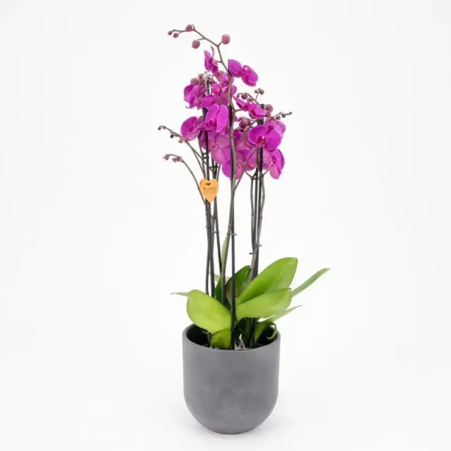Comprar Phalaenopsis Deluxe en Barcelona | Orquídeas