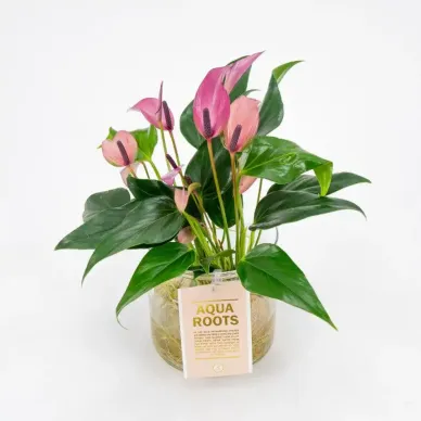 Anthurium aquàtic 2