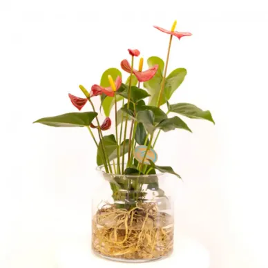 Anthurium aquàtic 2