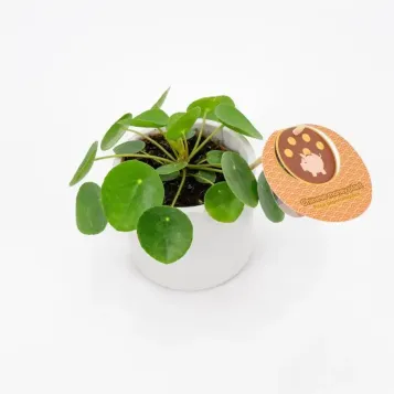 Compra Pilea a Barcelona | Plantes d'Interior