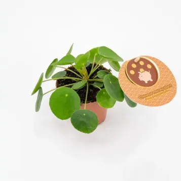 Compra Pilea a Barcelona | Plantes d'Interior