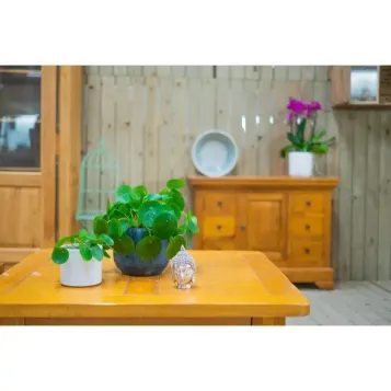 Compra Pilea a Barcelona | Plantes d'Interior