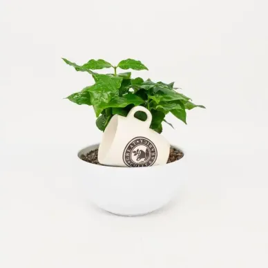 Compra Planta del Cafè Aràbic a Barcelona | Plantes d'Interior