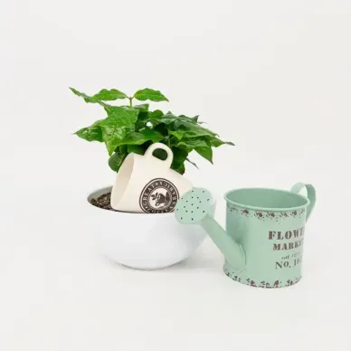 Comprar Planta del Café Arábico en Barcelona | Plantas de Interior 2