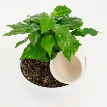 Compra Planta del Cafè Aràbic a Barcelona | Plantes d'Interior