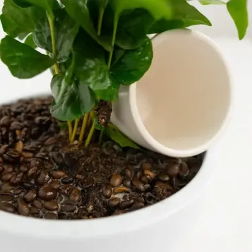 Compra Planta del Cafè Aràbic a Barcelona | Plantes d'Interior