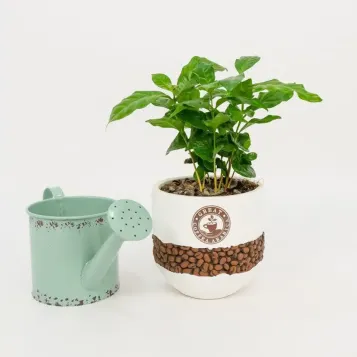 Comprar Planta del Café Arábico en Barcelona | Plantas de Interior