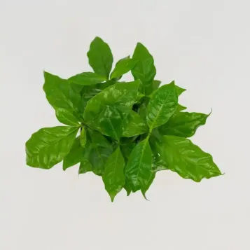 Comprar Planta del Café Arábico en Barcelona | Plantas de Interior