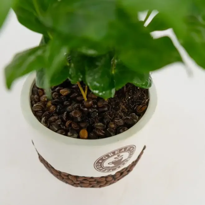 Comprar Planta del Café Arábico en Barcelona | Plantas de Interior
