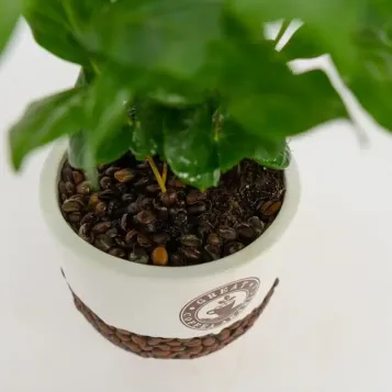 Comprar Planta del Café Arábico en Barcelona | Plantas de Interior