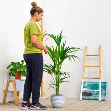 Comprar Kentya en Barcelona | Plantas de Interior