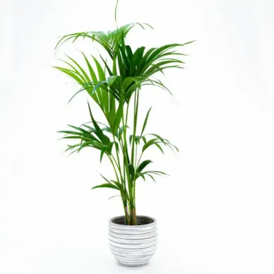 Comprar Kentya en Barcelona | Plantas de Interior 2
