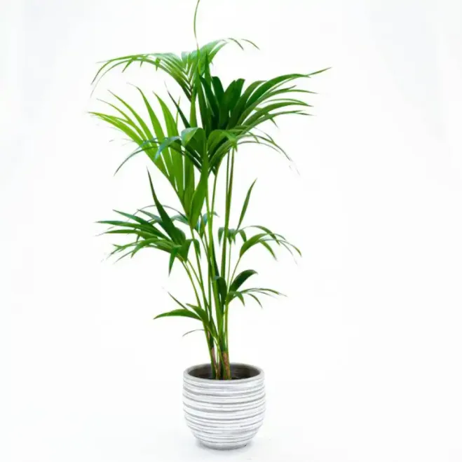 Comprar Kentya en Barcelona | Plantas de Interior