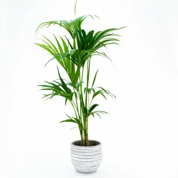 Compra Kentya a Barcelona | Plantes d'Interior