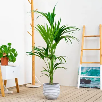 Compra Kentya a Barcelona | Plantes d'Interior