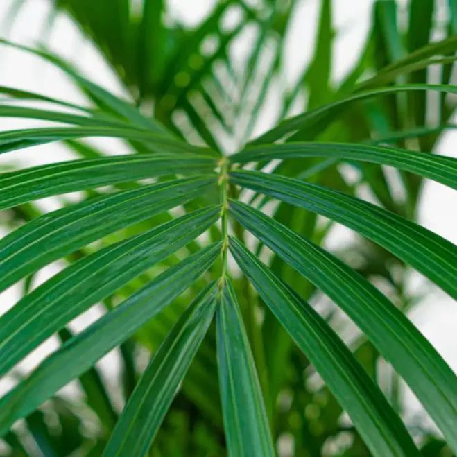 Comprar Kentya en Barcelona | Plantas de Interior