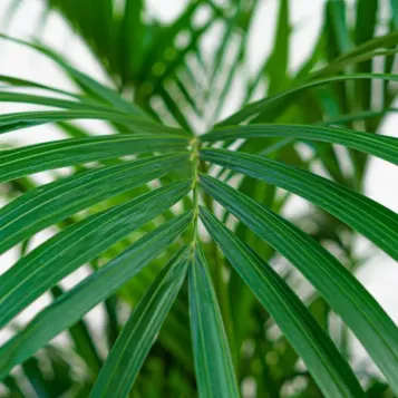 Compra Kentya a Barcelona | Plantes d'Interior