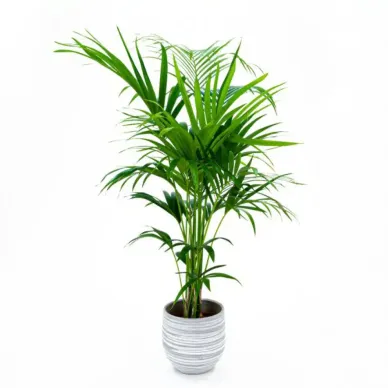 Comprar Kentya en Barcelona | Plantas de Interior 2