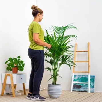 Comprar Kentya en Barcelona | Plantas de Interior