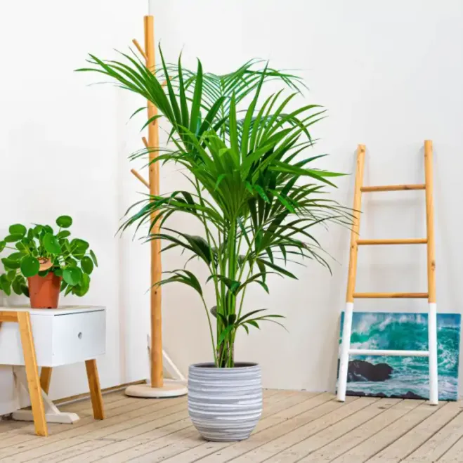 Comprar Kentya en Barcelona | Plantas de Interior