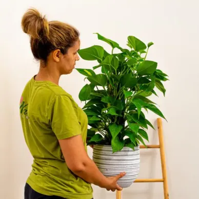 Comprar Pothus Tutor en Barcelona | Plantas de Interior