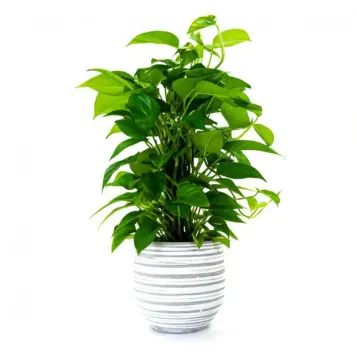 Comprar Pothus Tutor en Barcelona | Plantas de Interior