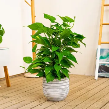 Comprar Pothus Tutor en Barcelona | Plantas de Interior