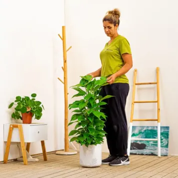 Comprar Pothus Tutor en Barcelona | Plantas de Interior