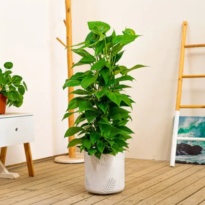 Comprar Pothus Tutor en Barcelona | Plantas de Interior
